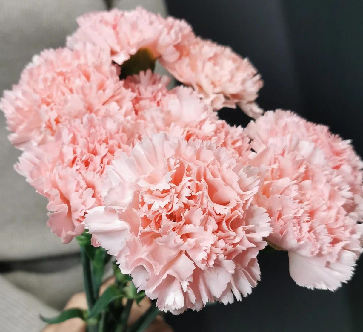 Гвоздика одноголовая розовая 1шт