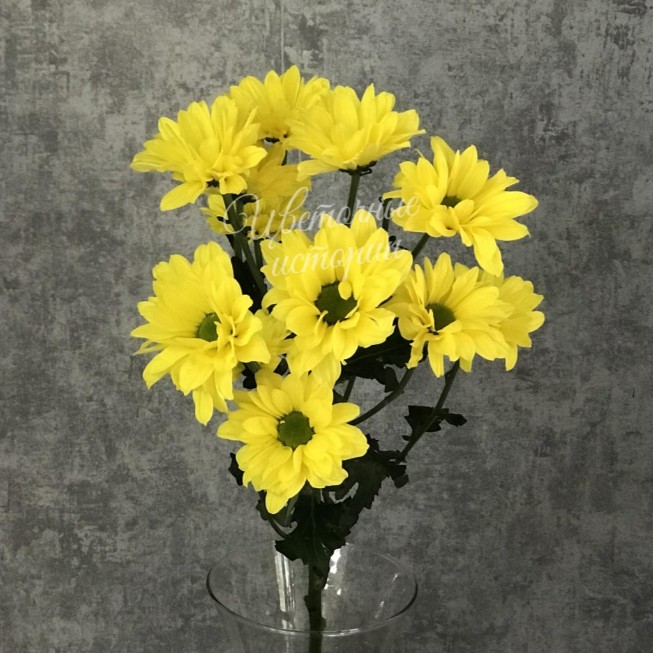 Хризантема кустовая Баккарди желтая