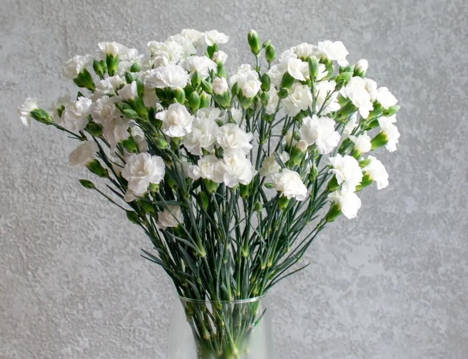 Гвоздика кустовая белая 1шт