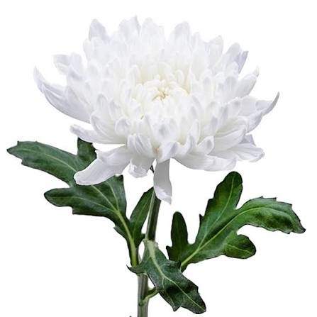 Хризантема одноголовая 1 шт. 