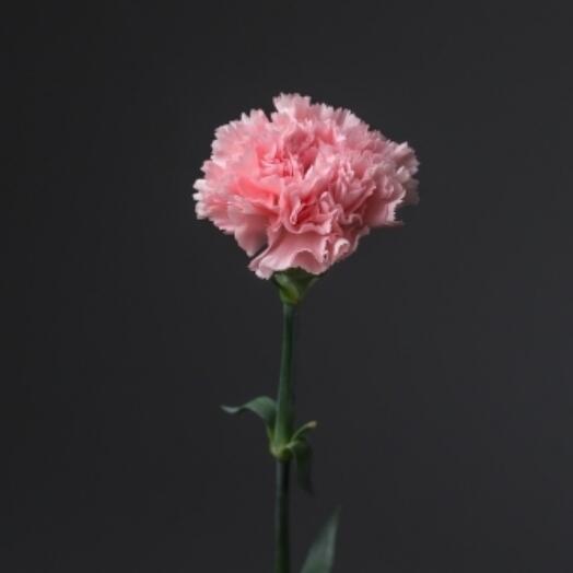 Диантус (гвоздика) зефирная