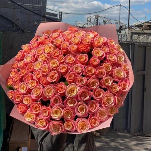 101 роза мисс пигг 60 см 