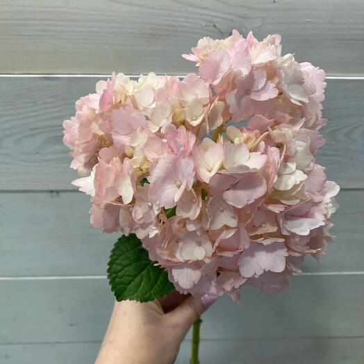 Гортензия розовая