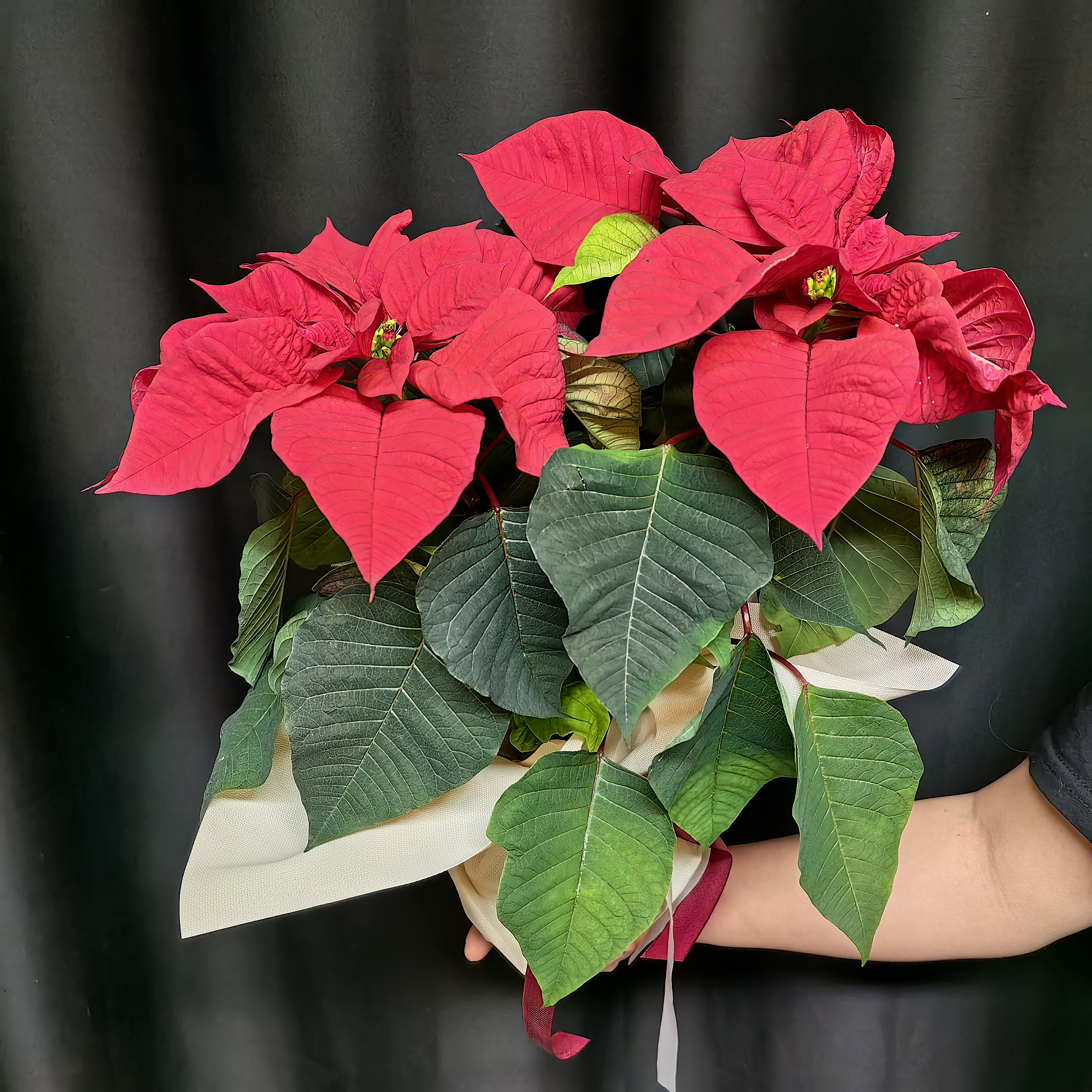 Пуансеттия в горшке (Рождественская звезда)