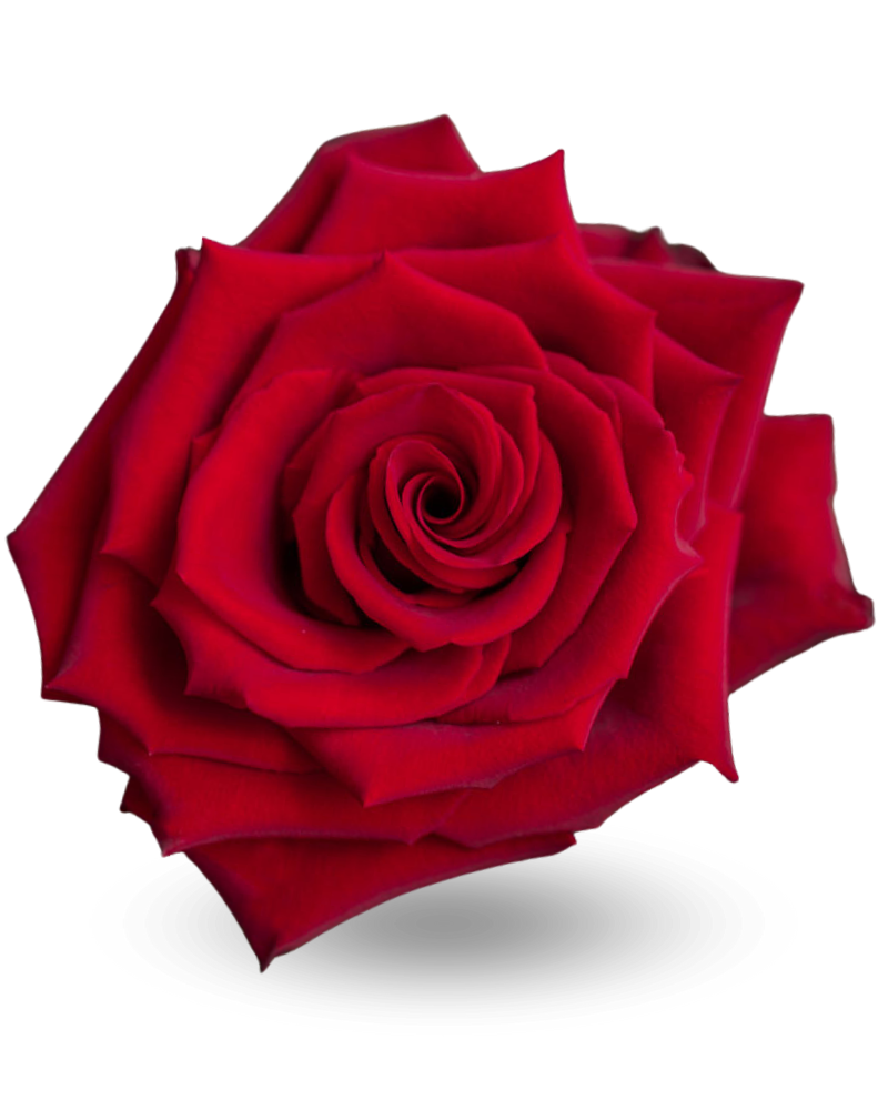 Роза «Эксплорер»