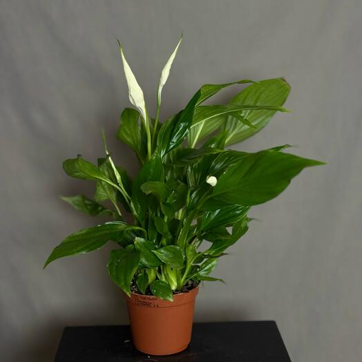 Спатифиллум размер горшка 9