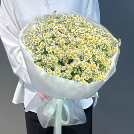 31 кустовая ромашка матрикария