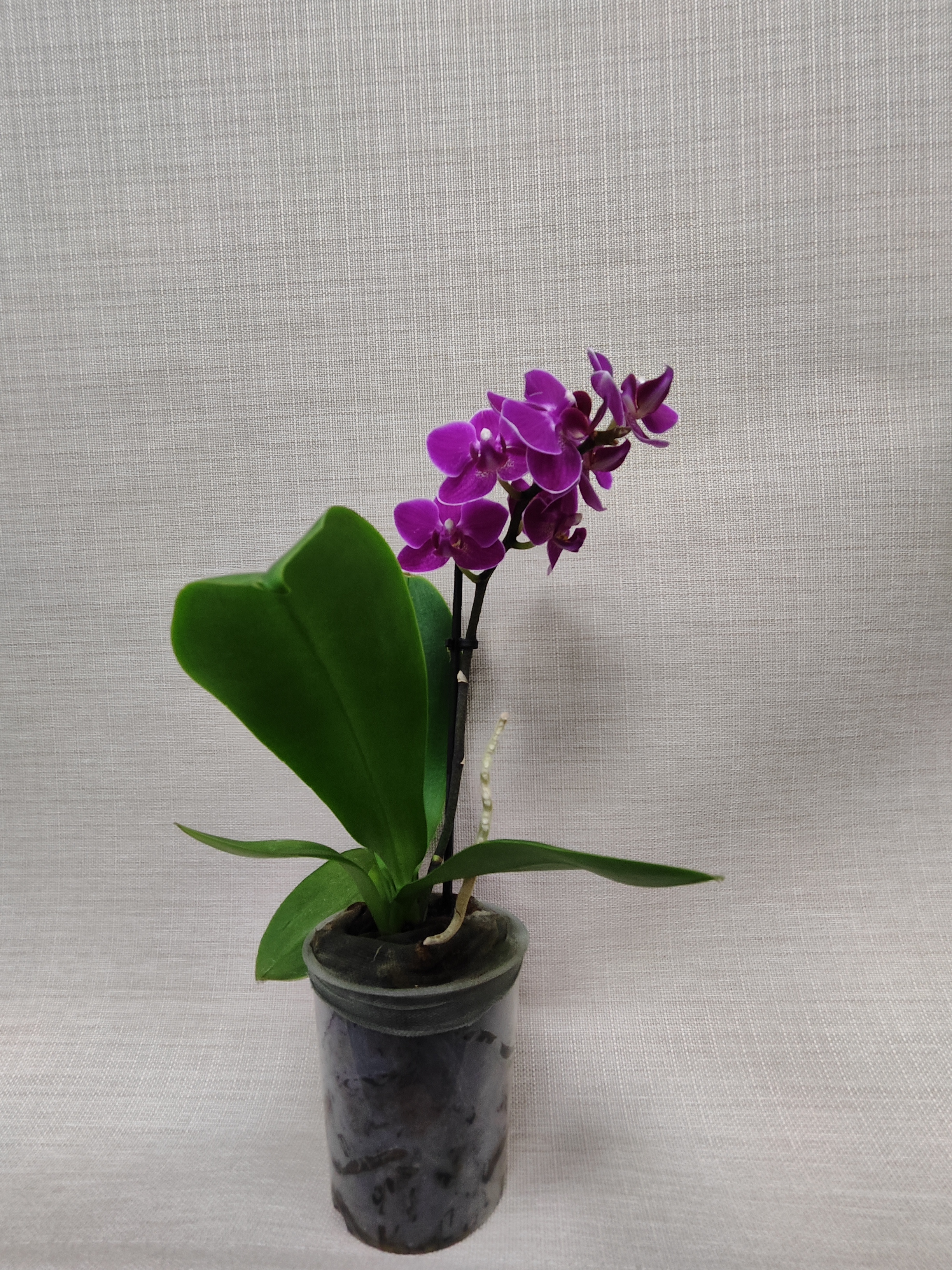 Фаленопсис мини15, ярко сиреневая