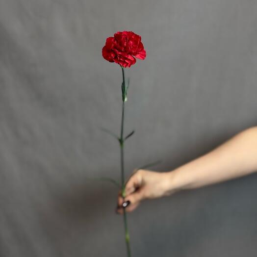 Гвоздика красная