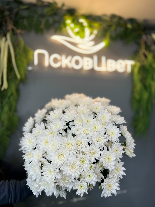 Хризантема белая 1 шт