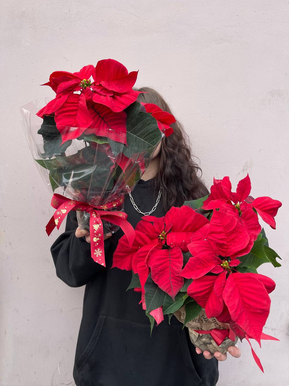 Пуансеттия в транспортировочном кашпо / 2шт