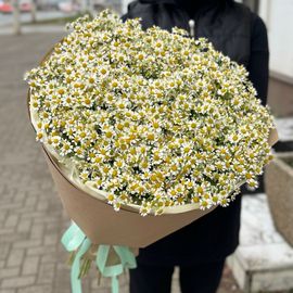 51 кустовая ромашка