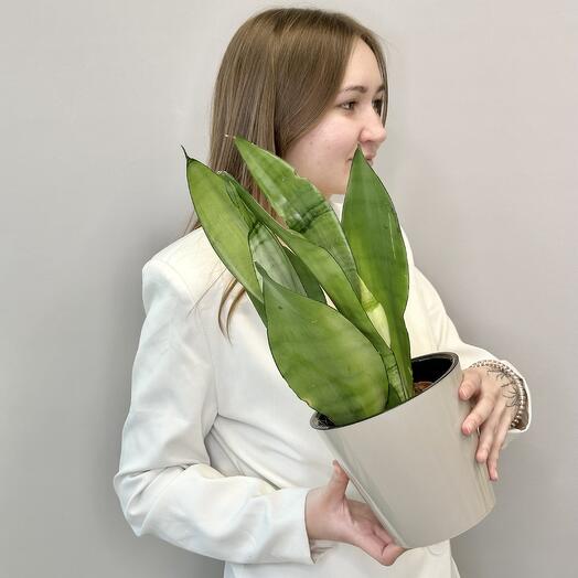 Сансевиерия