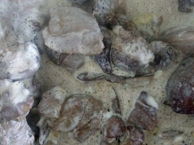 Куриная печень тушеная в сметане и сливках