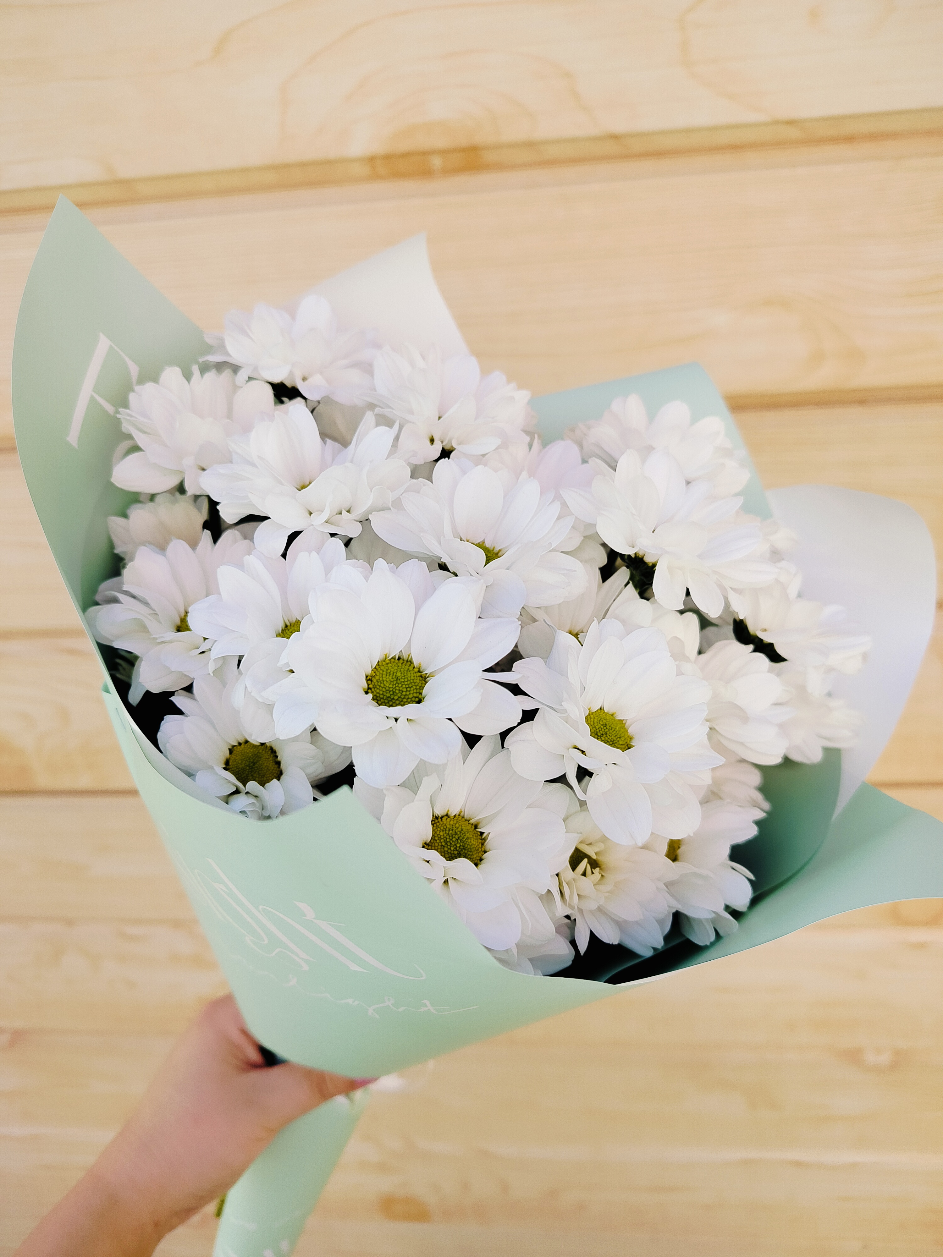 Хризантемы сорта Кеннеди