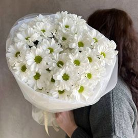 Хризантема ромашка