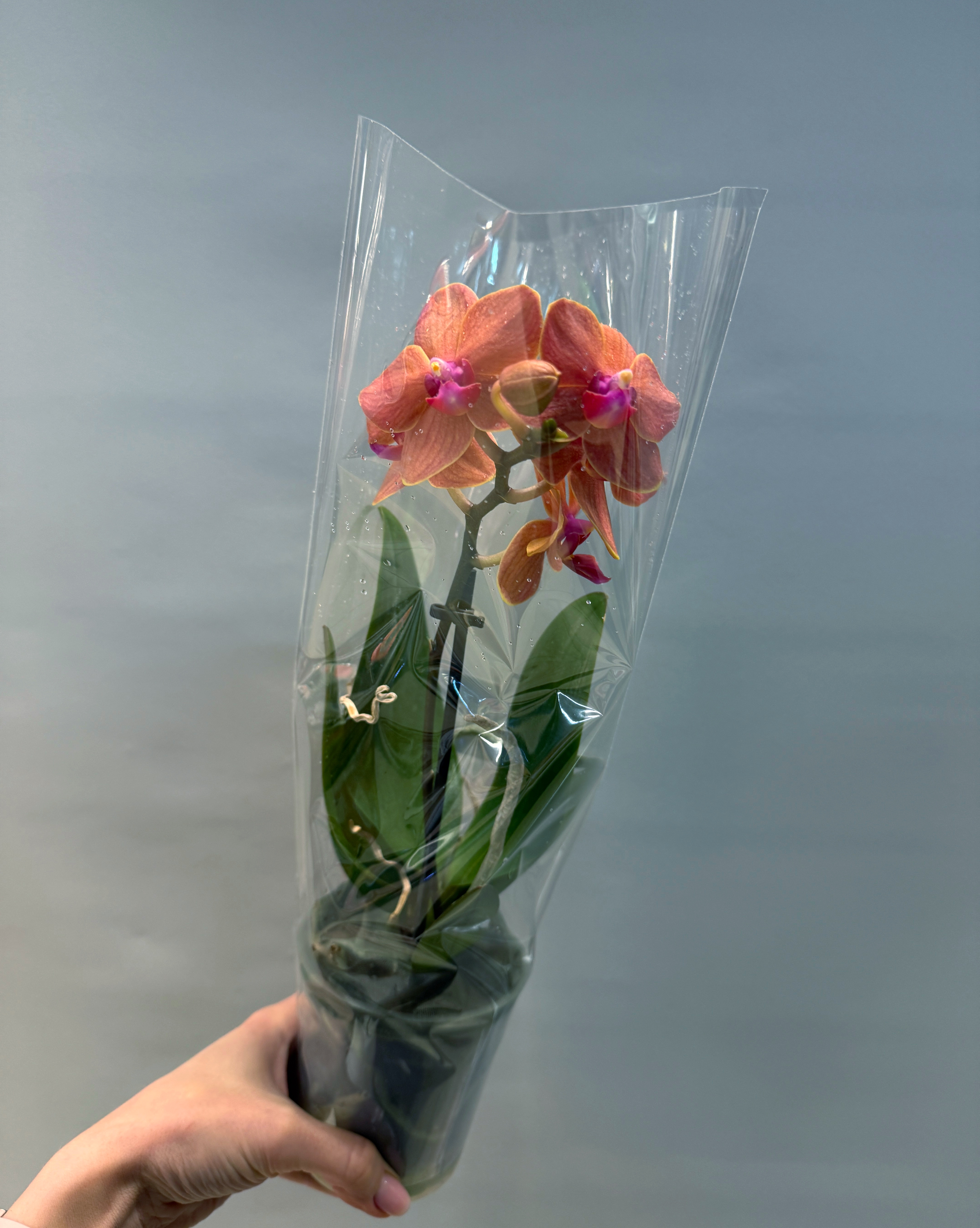 Фалвнопсис