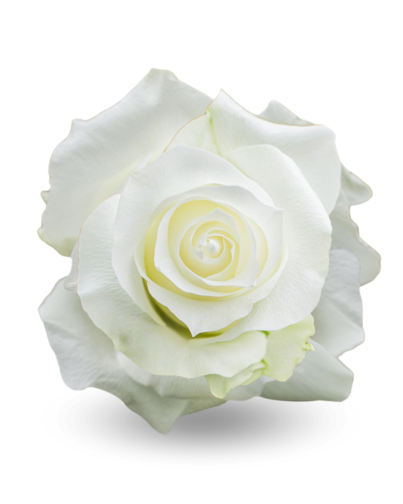 Роза «Прауд»