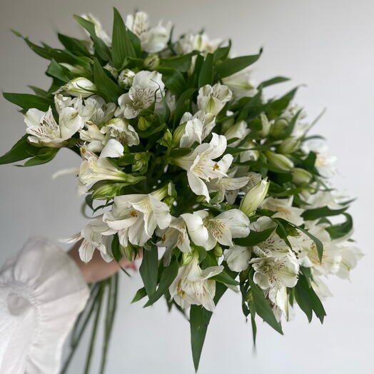 Белые альстромерии