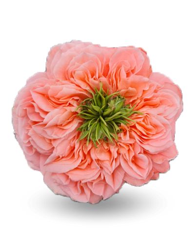 Роза «Мандарин»