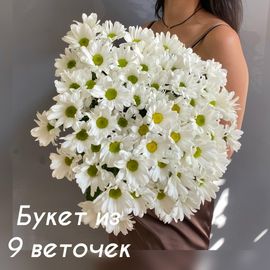 Моно из ромашковой хризантемы 9 шт под ленту