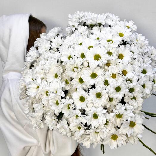 Букет из 15 ромашковидных хризантем под ленту