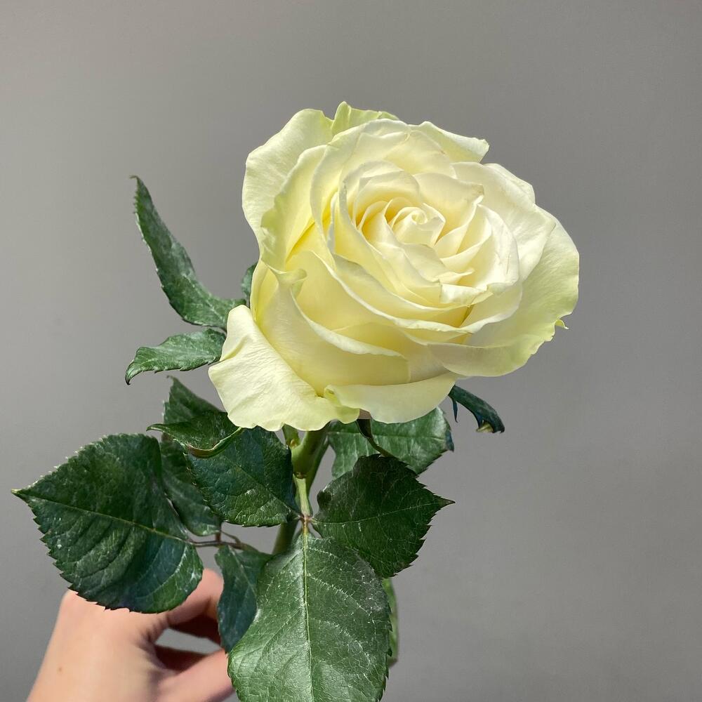 Роза белая