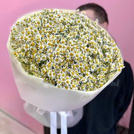 31 кустовая ромашка