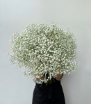 Гипсофилы цветы букет из 15 цветов, красивый монобукет живых цветов