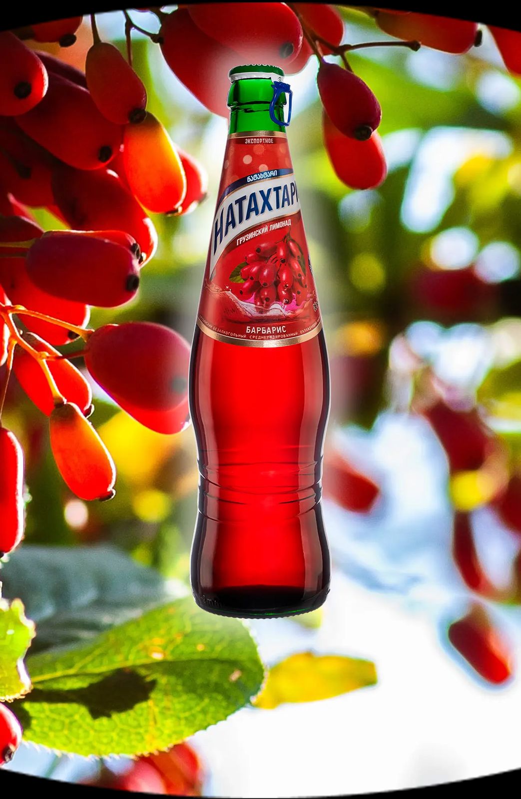 Натахтари барбарис 0,5