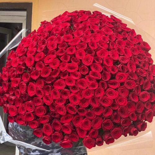 201 красная роза премиум 70 см