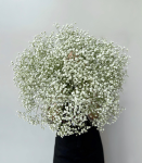 Букет цветов из 19 гипсофил, белые гипсофилы цветы букеты живые