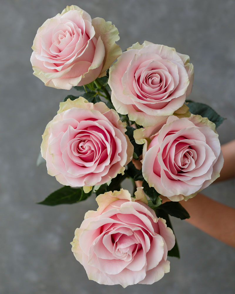 Букет из роз под ленту 5 шт