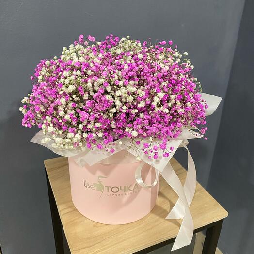 Гипсофила в кoрoбкe