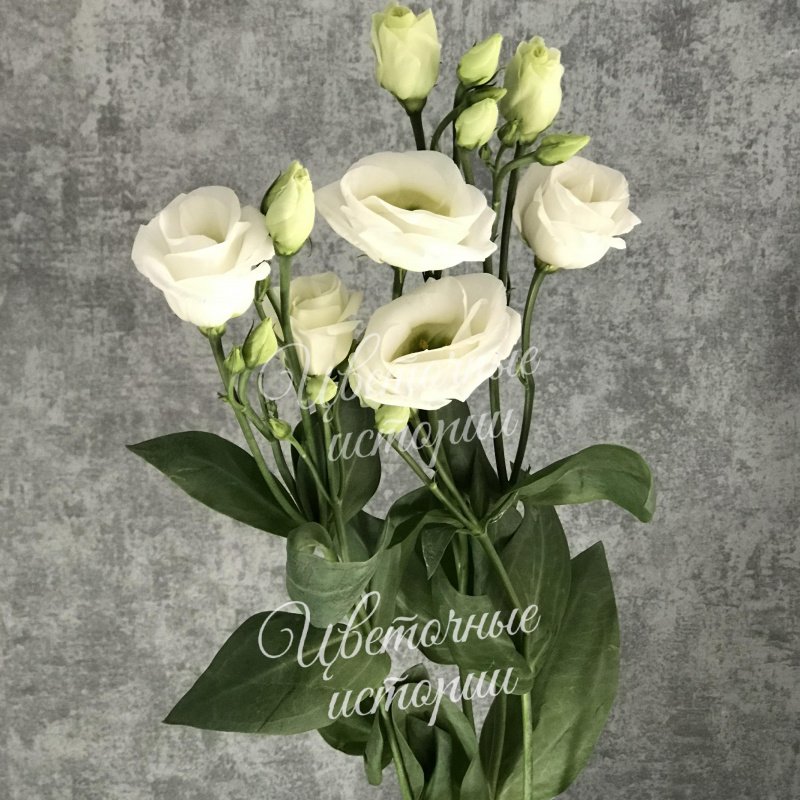 Букет «Лизиантус»