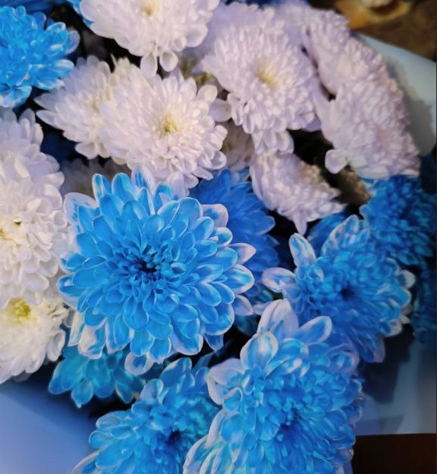 Хризантема голубая 1шт