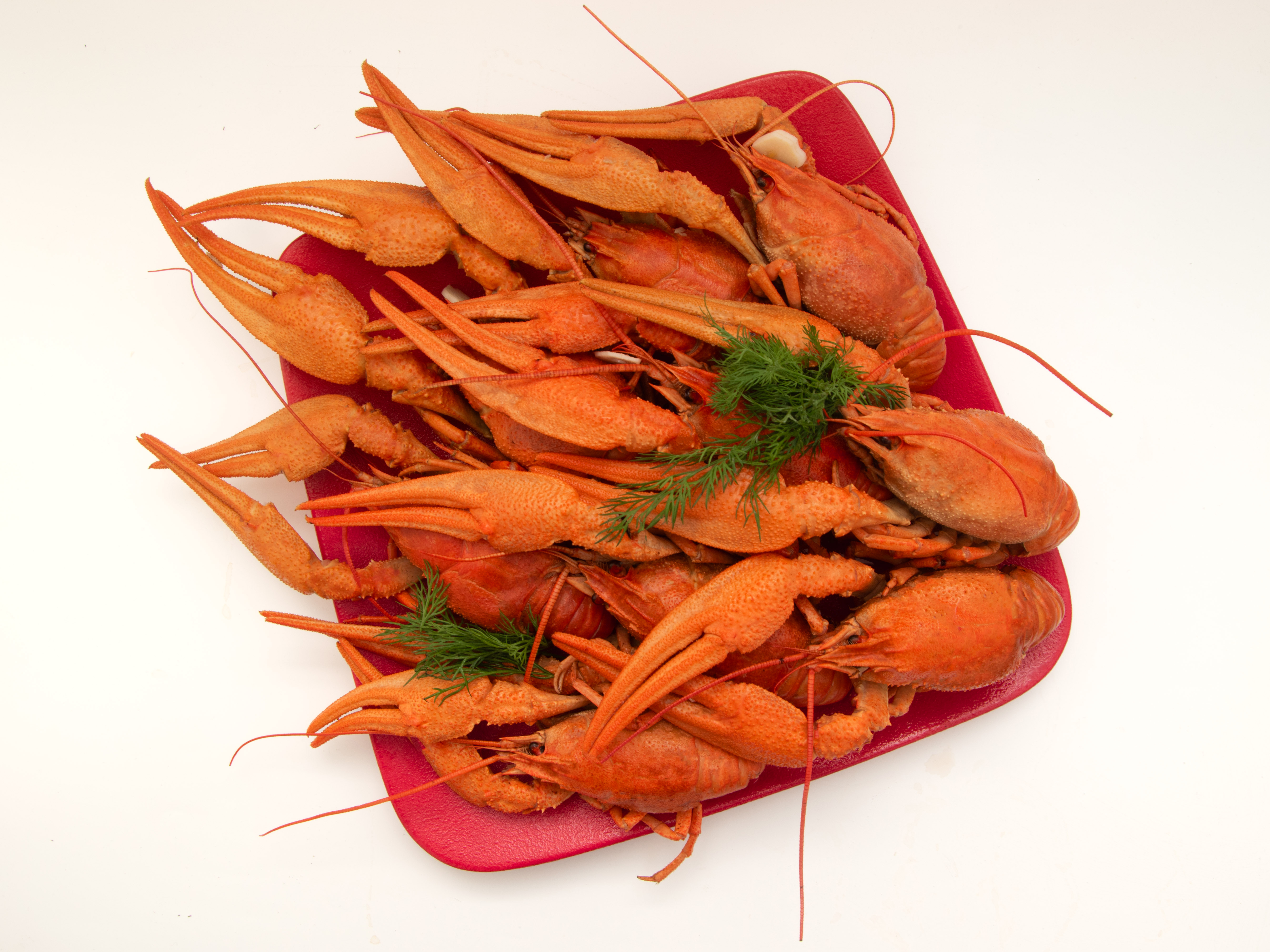 Рак XL — отборный