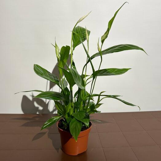 Комнатное Спатифиллум