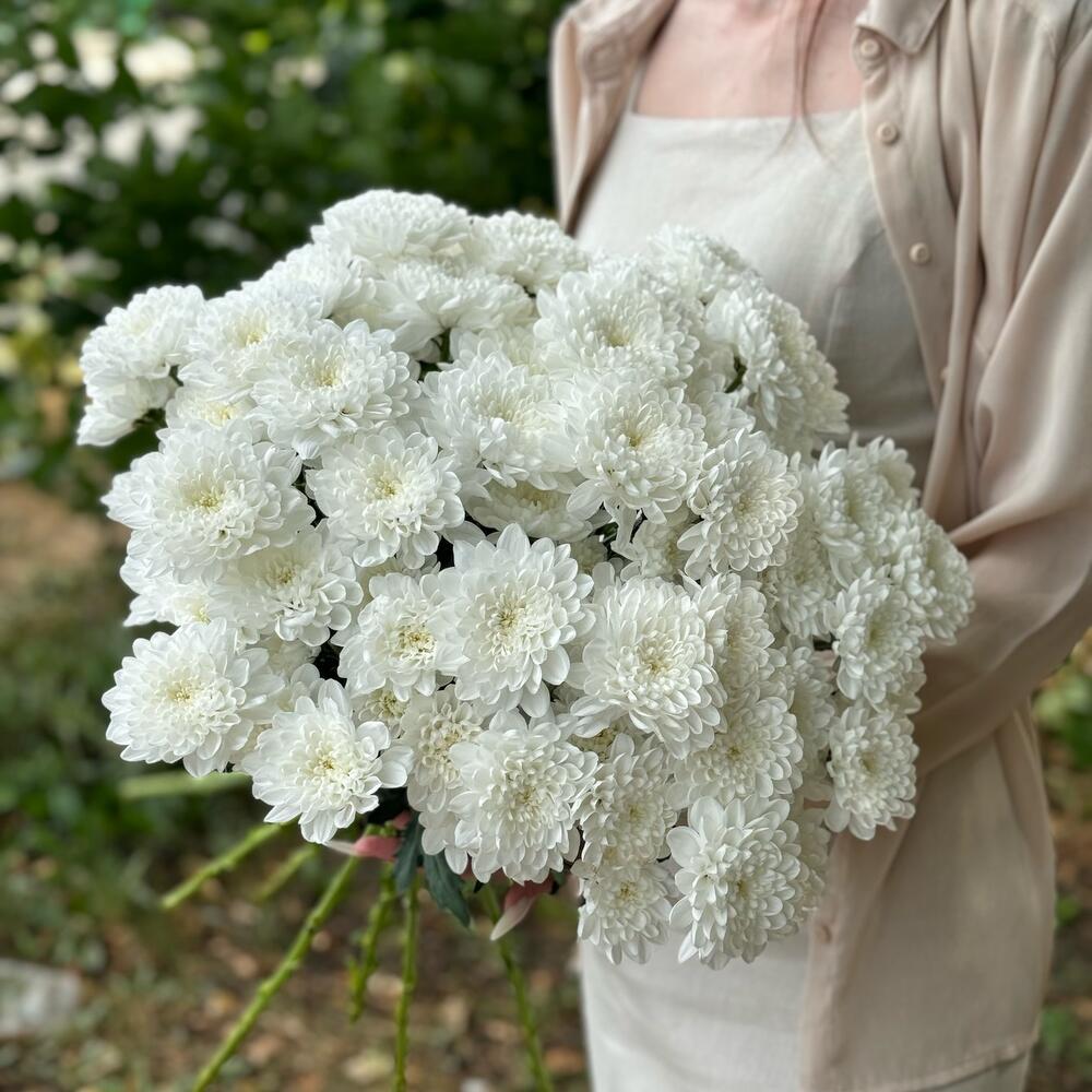 Белые хризантемы