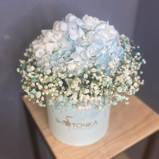 Гортензия в коробке