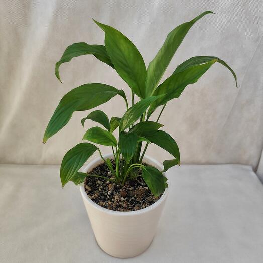 Комнатное растение Спатифиллум - "Женское счастье"