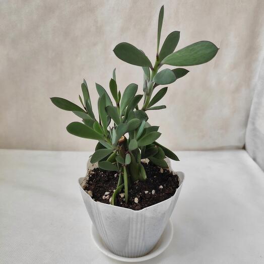 Суккулент - Сенецио Crassissimus