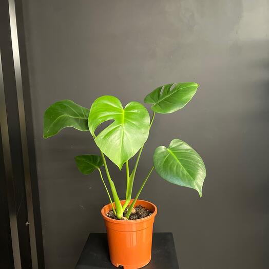Комнатное растение Монстера