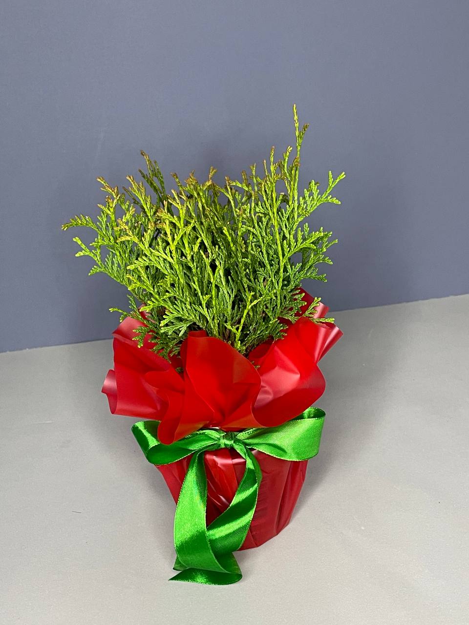 Туя Западная