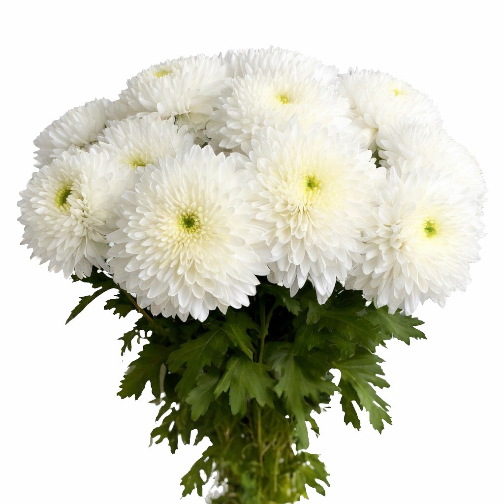 Хризантема «Магнум»