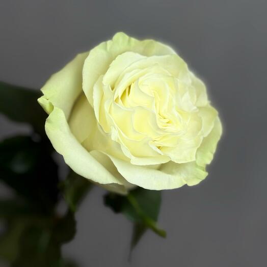 Роза Мондиаль