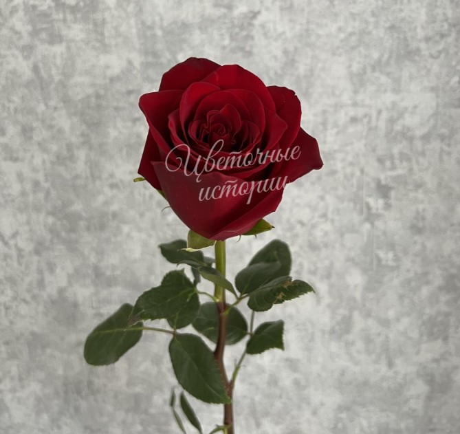 Роза красная Эквадор 60 см