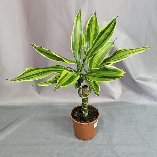 Пальма драцена голд