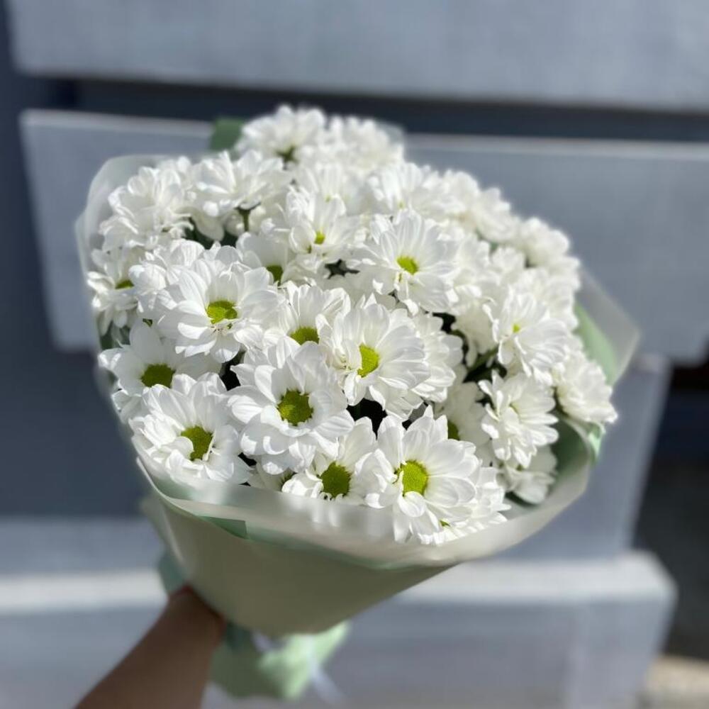 5 ромашковых хризантем