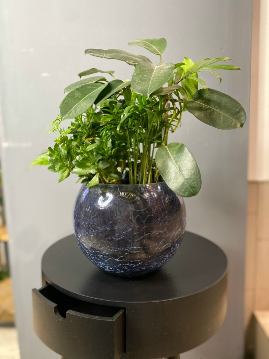 Комнатное растение в стекляной вазе